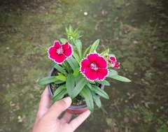 Dianthus chinensis × barbatus