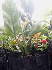 Dieffenbachia seguine