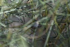 Leptinotarsa lineolata