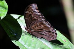 Morpho