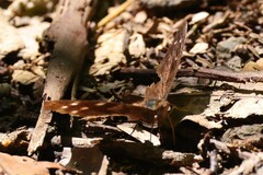 Doxocopa