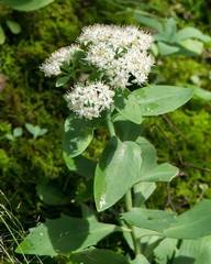 Hylotelephium telephioides