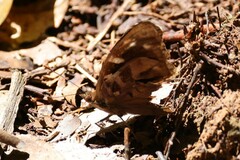 Doxocopa