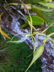 Epidendrum ciliare