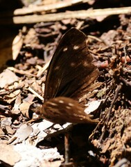 Doxocopa