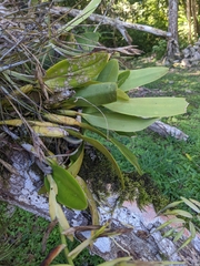 Epidendrum ciliare