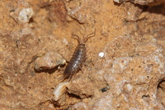 Halophiloscia