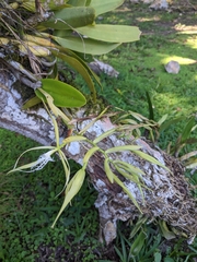 Epidendrum ciliare