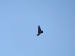 Cathartes aura