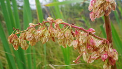 Rumex britannica
