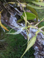 Epidendrum ciliare