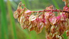Rumex britannica