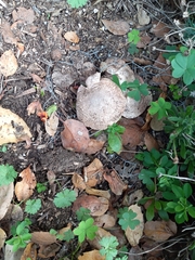 Agaricus deardorffensis