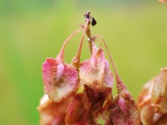 Rumex britannica