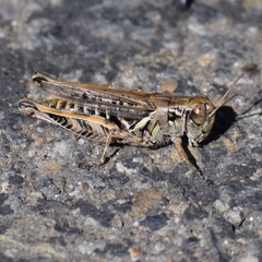 Melanoplus devastator