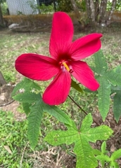 Malvaceae