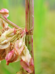 Rumex britannica