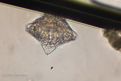 Miozoa