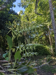 Epidendrum ciliare