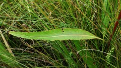 Rumex britannica