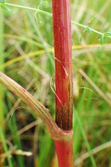 Rumex britannica