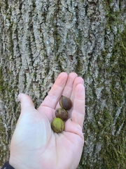 Carya glabra