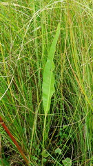 Rumex britannica