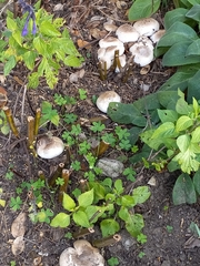 Agaricus deardorffensis