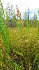 Rumex britannica