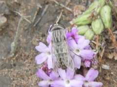 Tabanidae