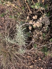 Pseudognaphalium beneolens