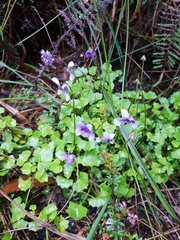 Viola silicestris