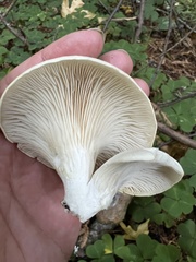 Clitocybe fragrans