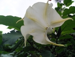 Brugmansia
