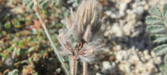 Dalea mollissima