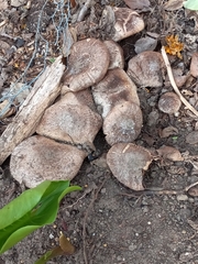 Agaricus deardorffensis