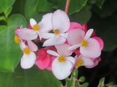 Begonia bracteosa