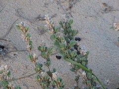 Crucianella maritima