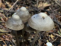 Mycena maculata