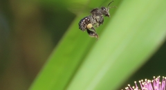 Meliponini