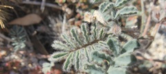 Dalea mollissima