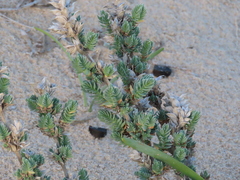 Crucianella maritima