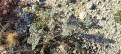 Dalea mollissima