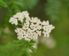 Ozothamnus