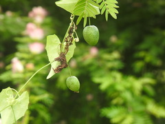 Solena amplexicaulis