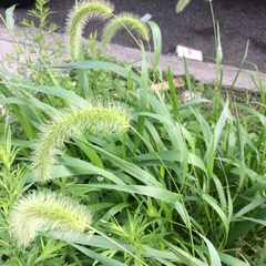 Setaria faberi