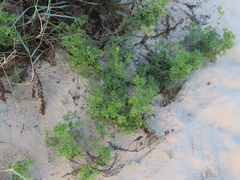 Artemisia campestris maritima