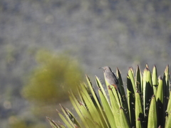 Toxostoma crissale