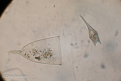 Miozoa