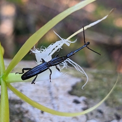 Brentinae